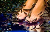 Elite Fish Pedicure