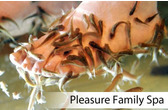 Pleasure Family Spa