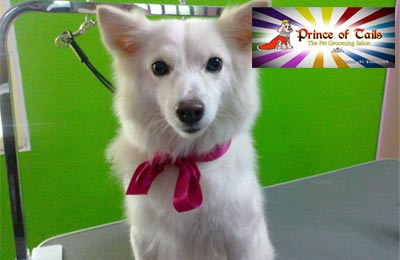 Rs. 199 to avail dog grooming services worth Rs. 1000 with 30% off on other services View Rate Card