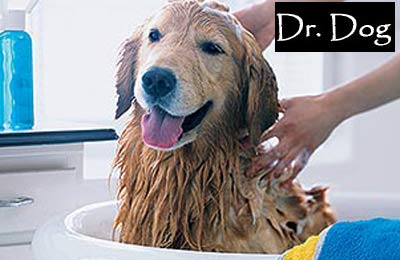 Rs. 299 for grooming and consultation services for dogs worth Rs. 1450 at Dr. Dog