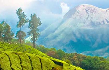 Munnar Package (Festive Special)