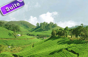 Hotel Silver Tips, Munnar