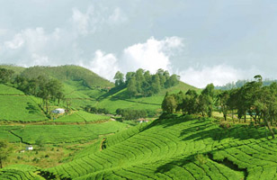 Hotel Silver Tips, Munnar